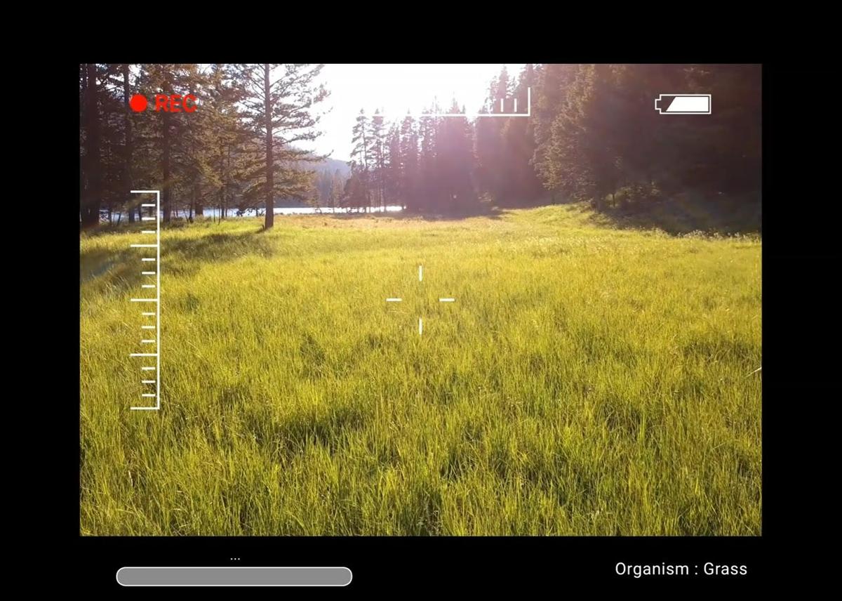 grass - stem case.mp4
