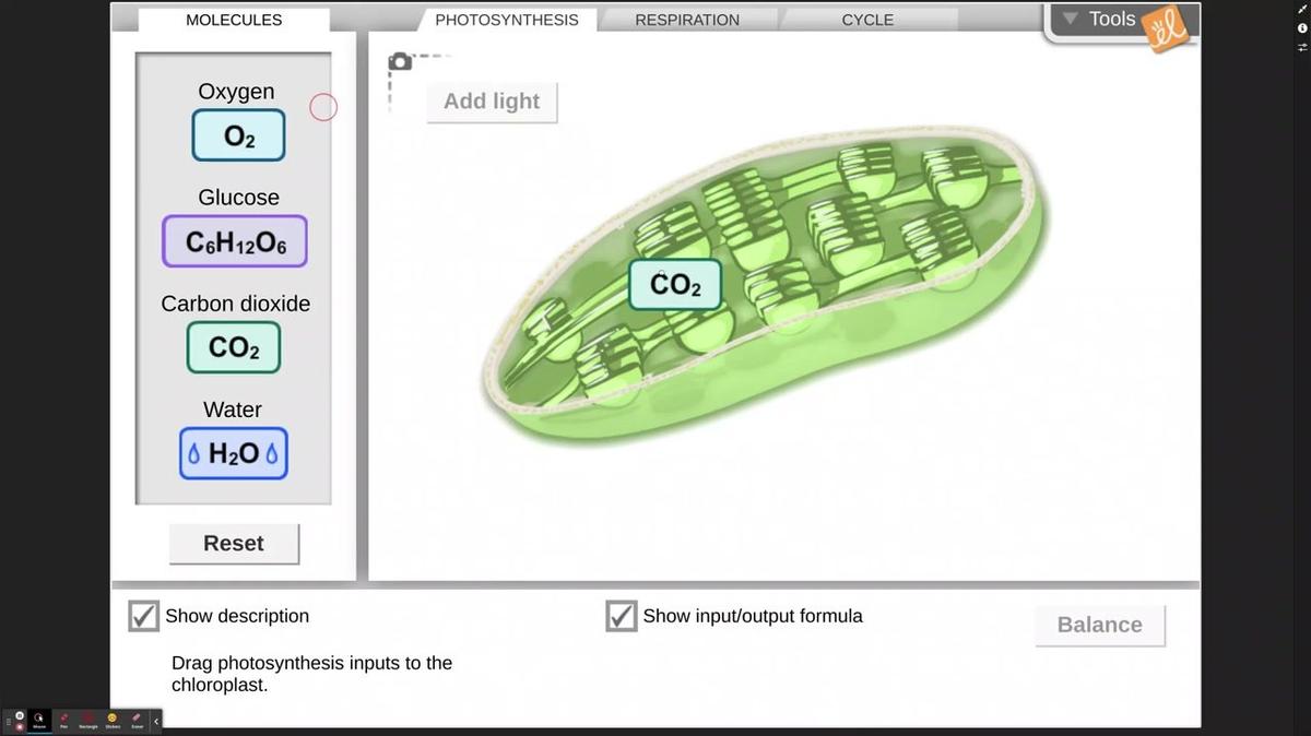 Photosynthesis Gizmo