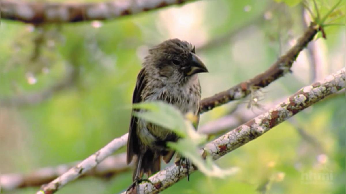 finches el nino hhmi.mp4