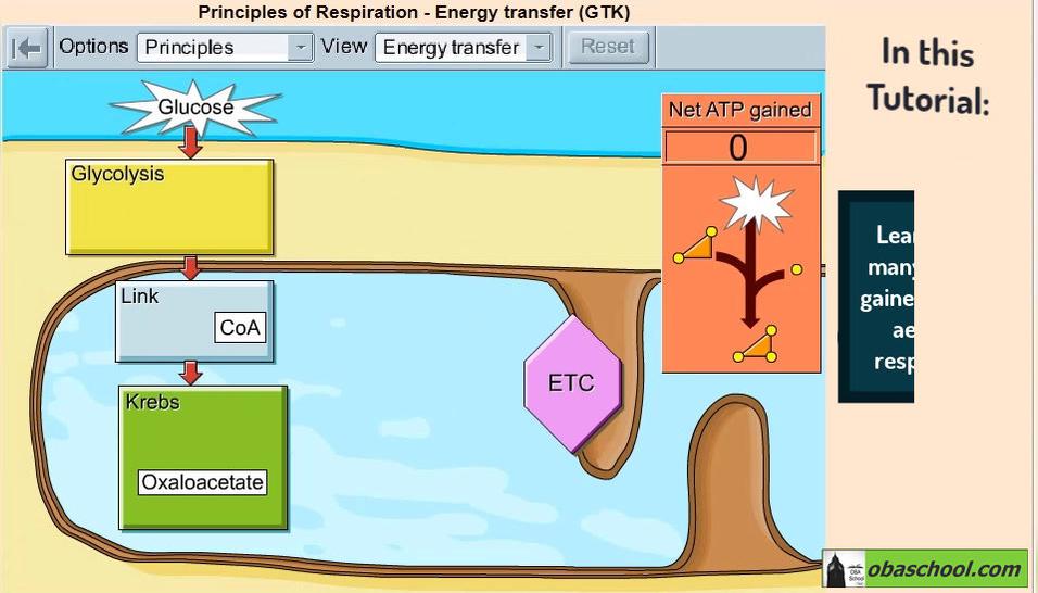 Simulation- A2 Biology- ATP