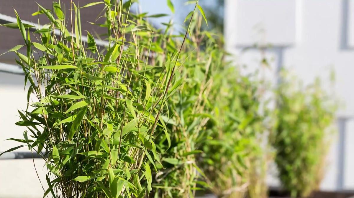 4 Gräser für mehr Sichtschutz im Garten