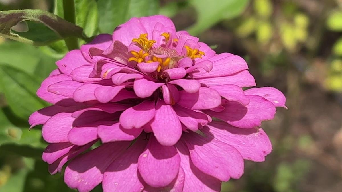 Zinnias in July
