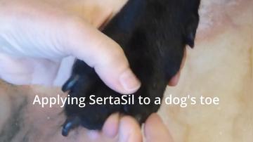 Application of SertaSil to a dog's toe