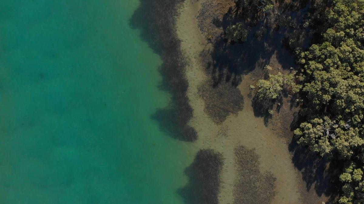 river estuary of mangrove forest swamps aerial top view