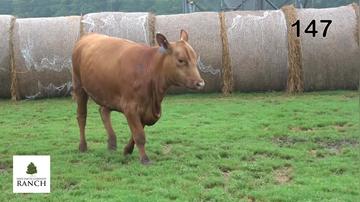 Lot 147 M096