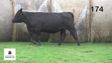 Lot 174 M316