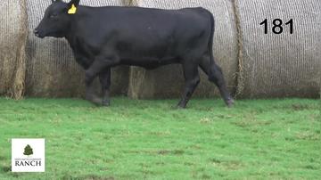 Lot 181 M320