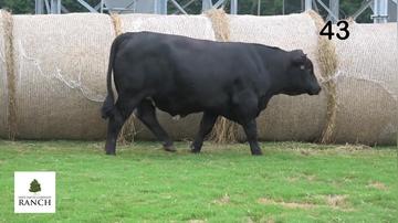 Lot 43 M134