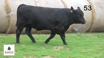Lot 53 M038
