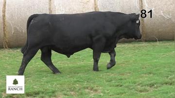 Lot 81 M212