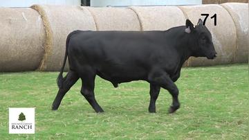 Lot 71 M215