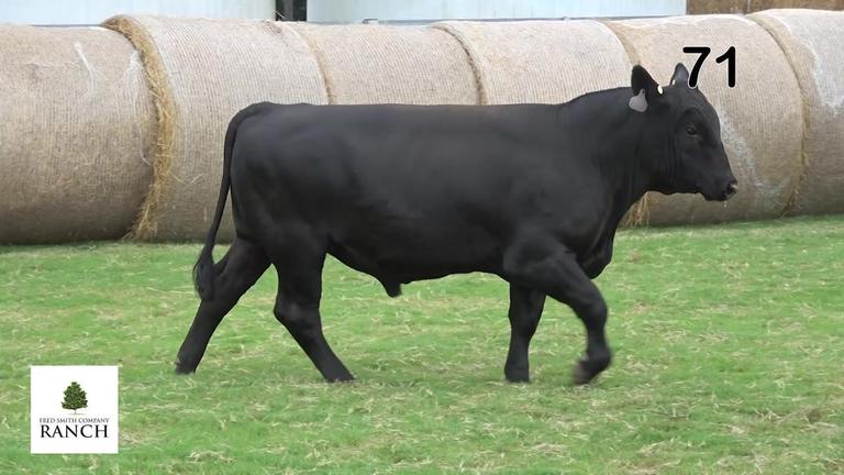 Lot 71 M215