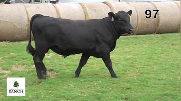Lot 97 M302