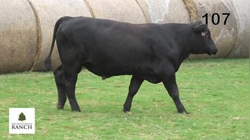 Lot 107 M261