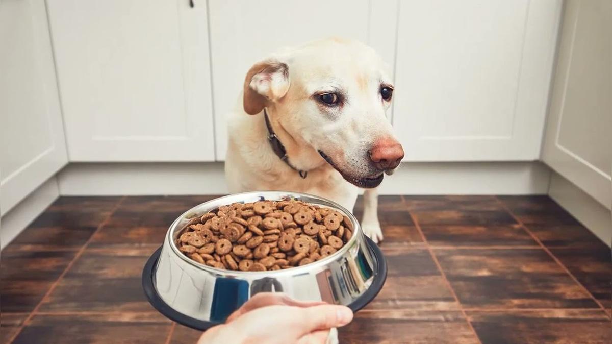 Vegan pet food as healthy for cats and dogs as meat, says veterinary professor