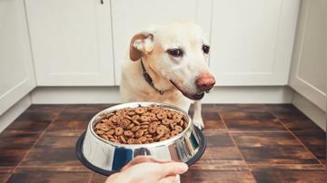 Vegan pet food as healthy for cats and dogs as meat, says veterinary professor