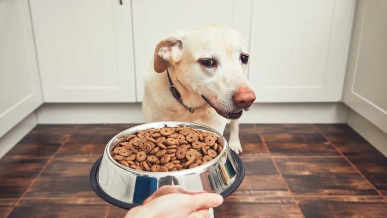 Vegan pet food as healthy for cats and dogs as meat, says veterinary professor
