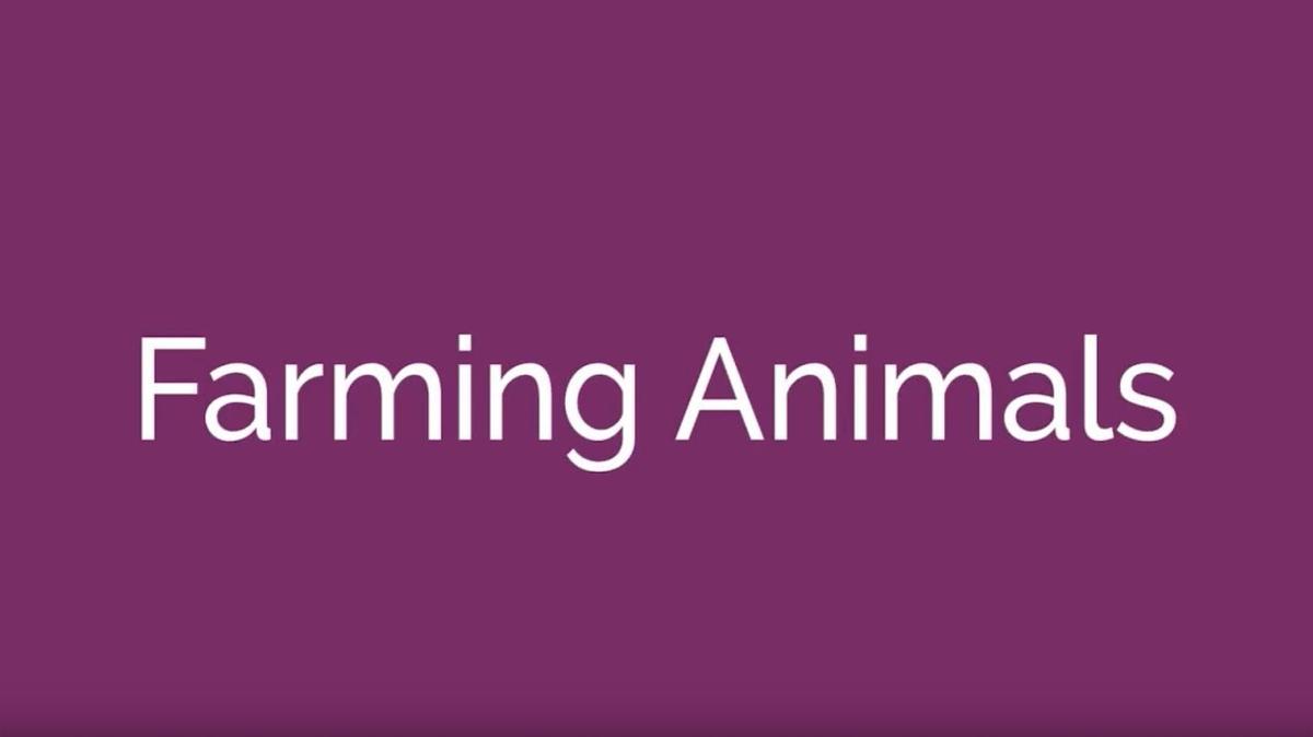 4. Animal Welfare Issues