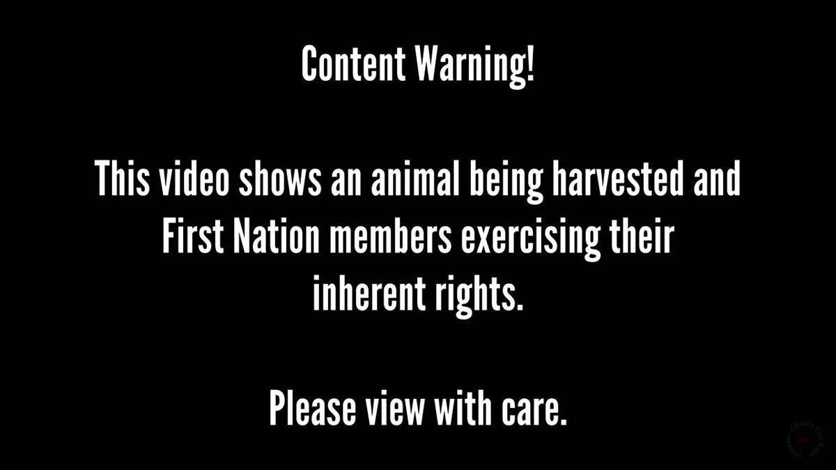 First Bison in Rama, Butchering Process - Nov. 2025