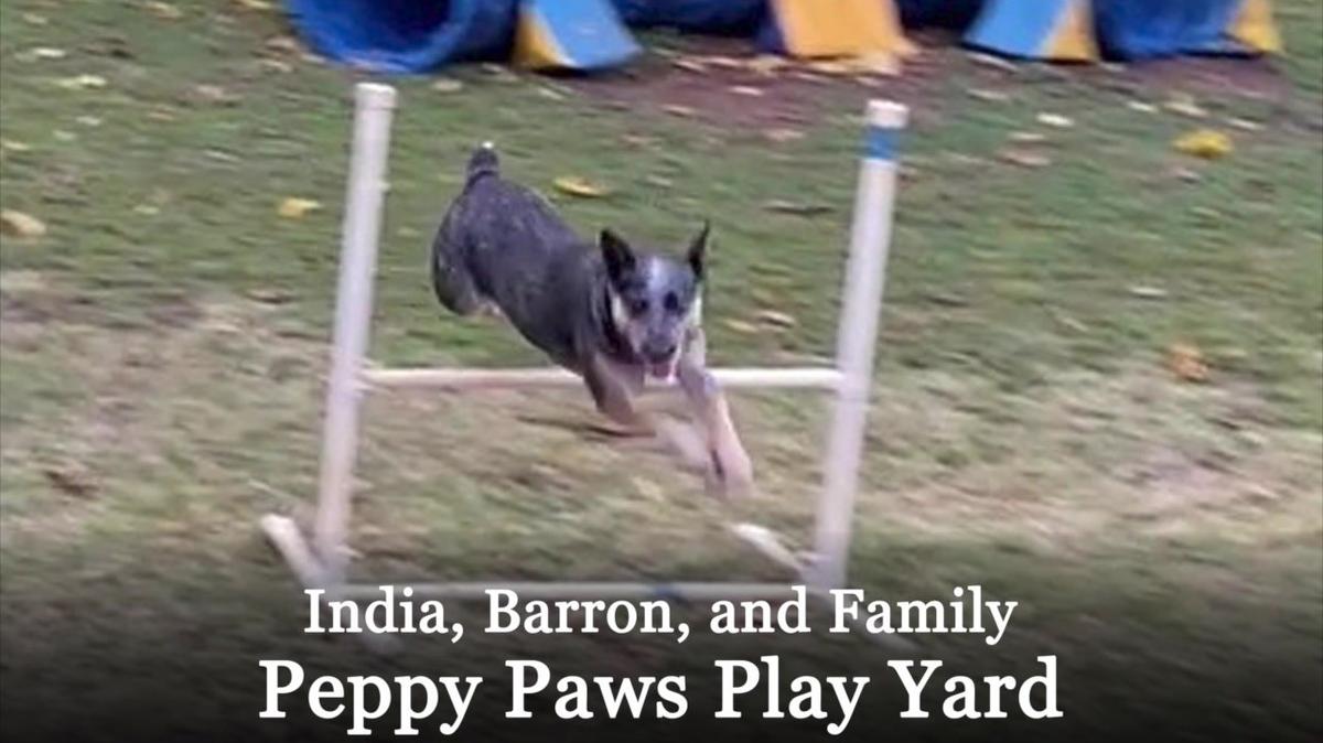 2023 11 24 India and Barron practice for an agility meet!