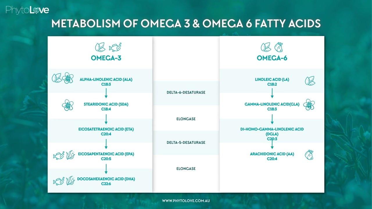 Ahiflower Metabolism Overview Video