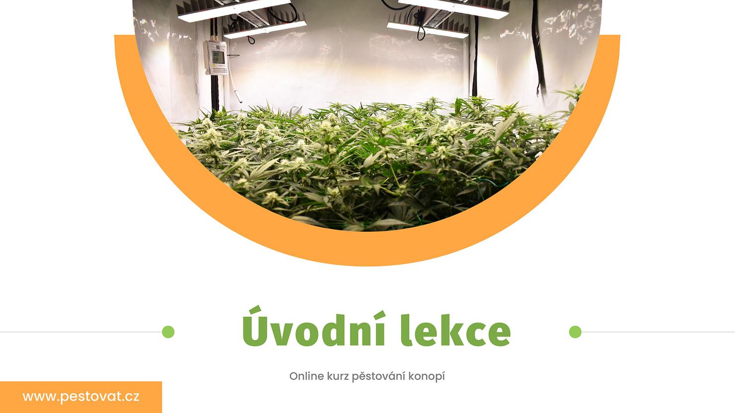 1. lekce: Úvod do světa konopí