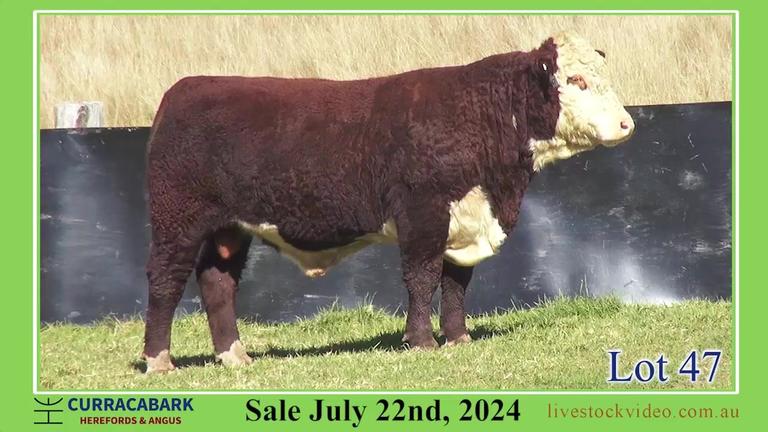 Lot 47
