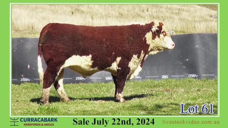 Lot 61