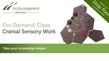 Makarlu for Cranial Sensory Work