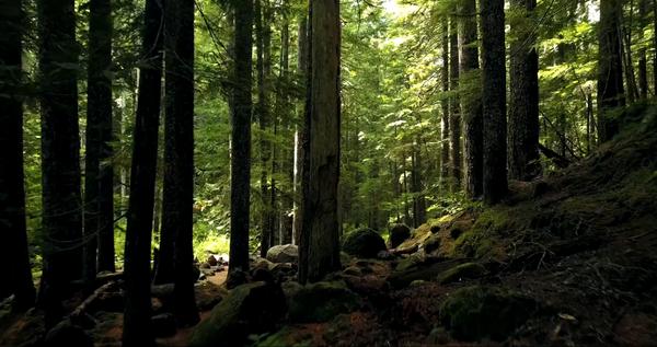 Drone Footage in Forest
