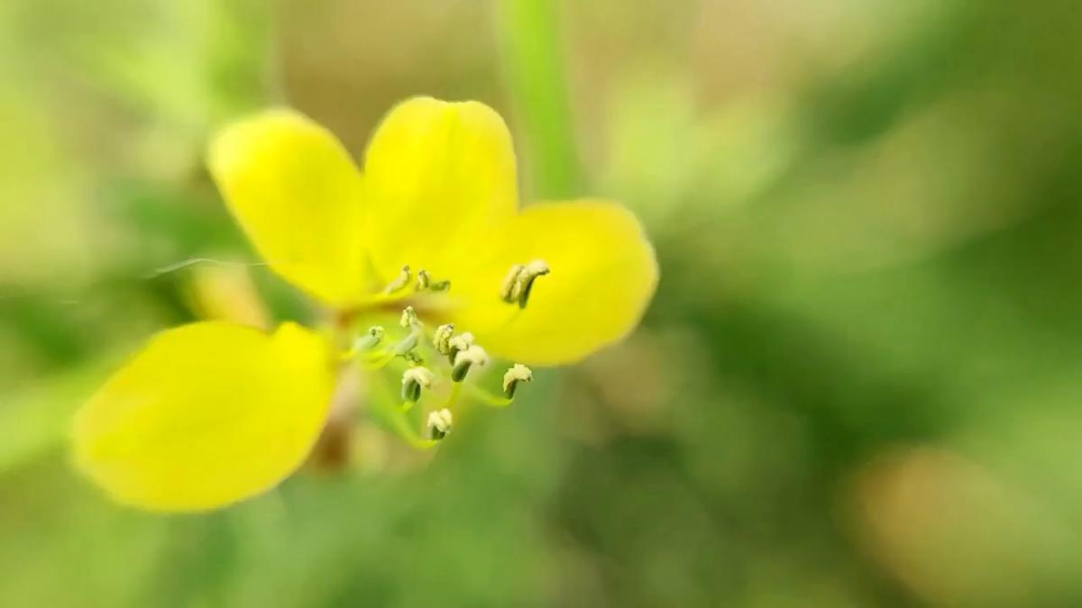 Flower in Focus