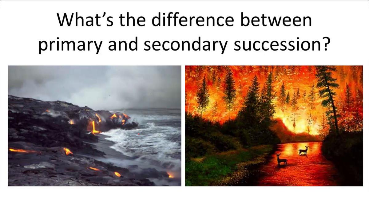 Primary vs Secondary Succession.mp4