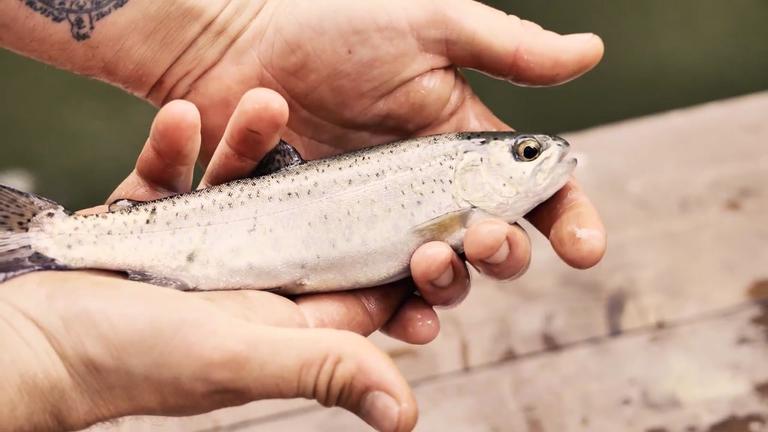 Forellen im Teich: Eine gute Idee?