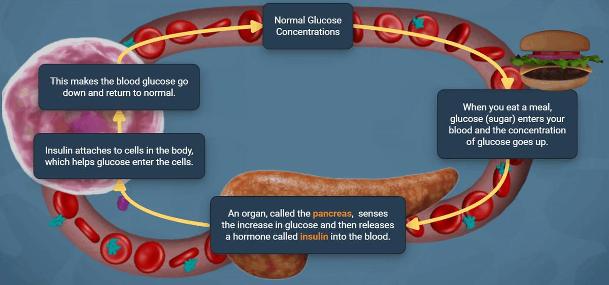 Pancreas - Homeostasis Gizmo