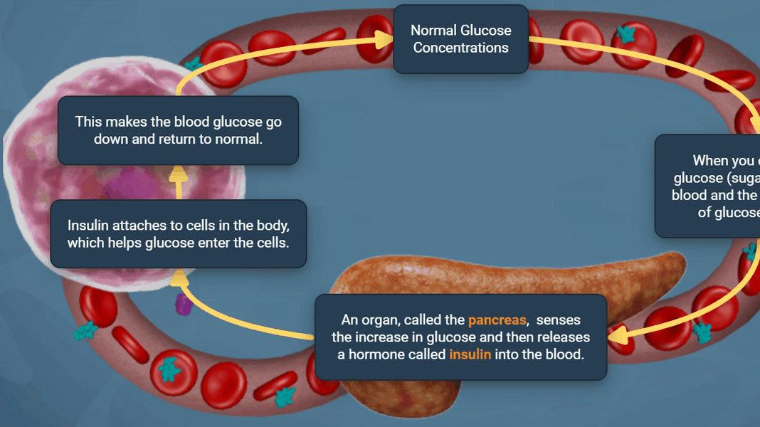 Pancreas - Homeostasis Gizmo