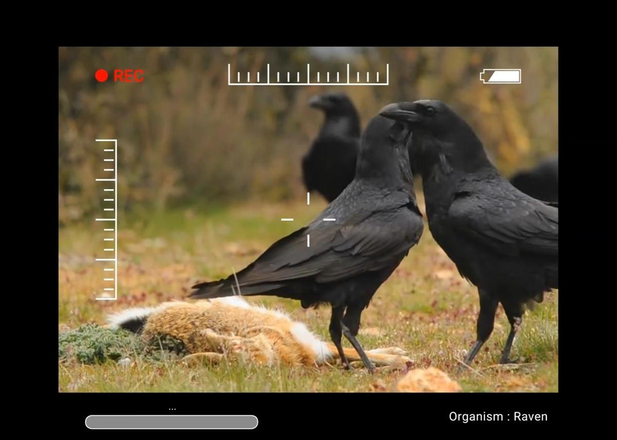 ravens - stem case.mp4