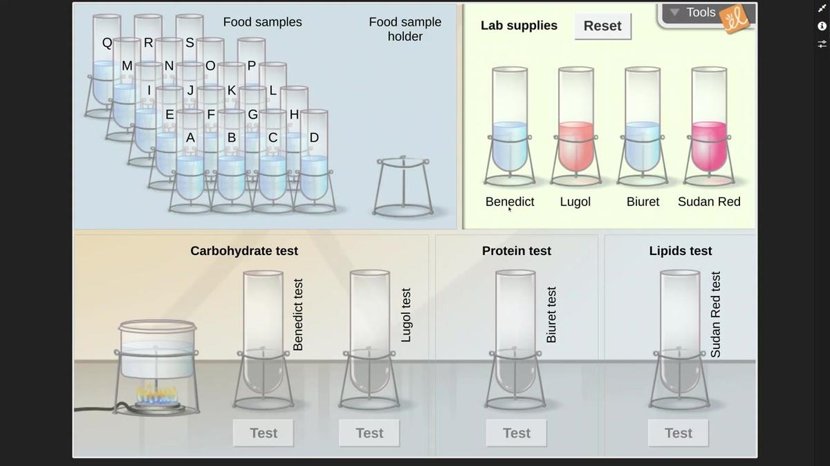 Identifying Nutrients Gizmo Introduction