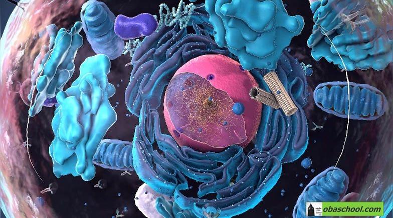 GCSE.Bio.ST.01-14 Eukaryotic and Prokaryotic Cells