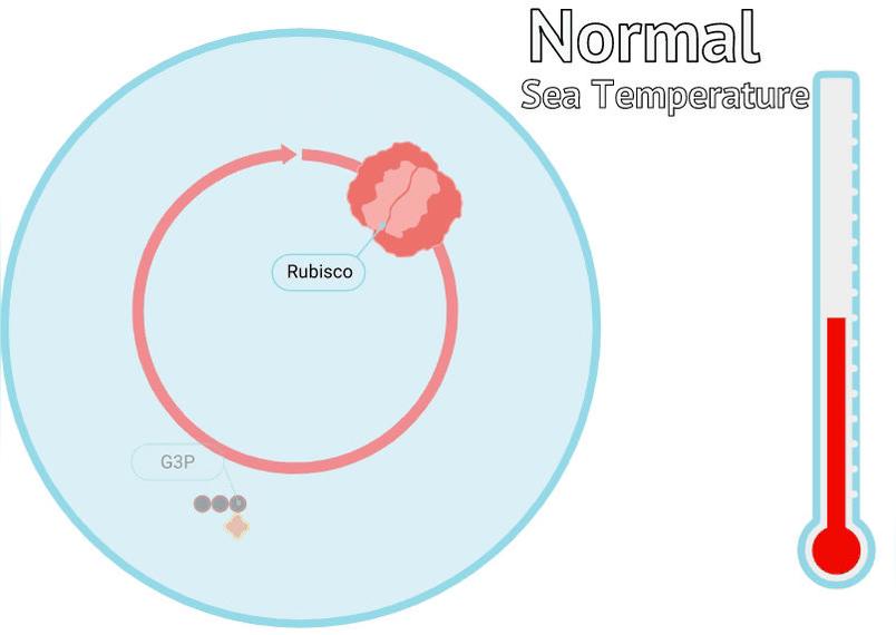 Photosynthesis STEM Case - High Sea Temp