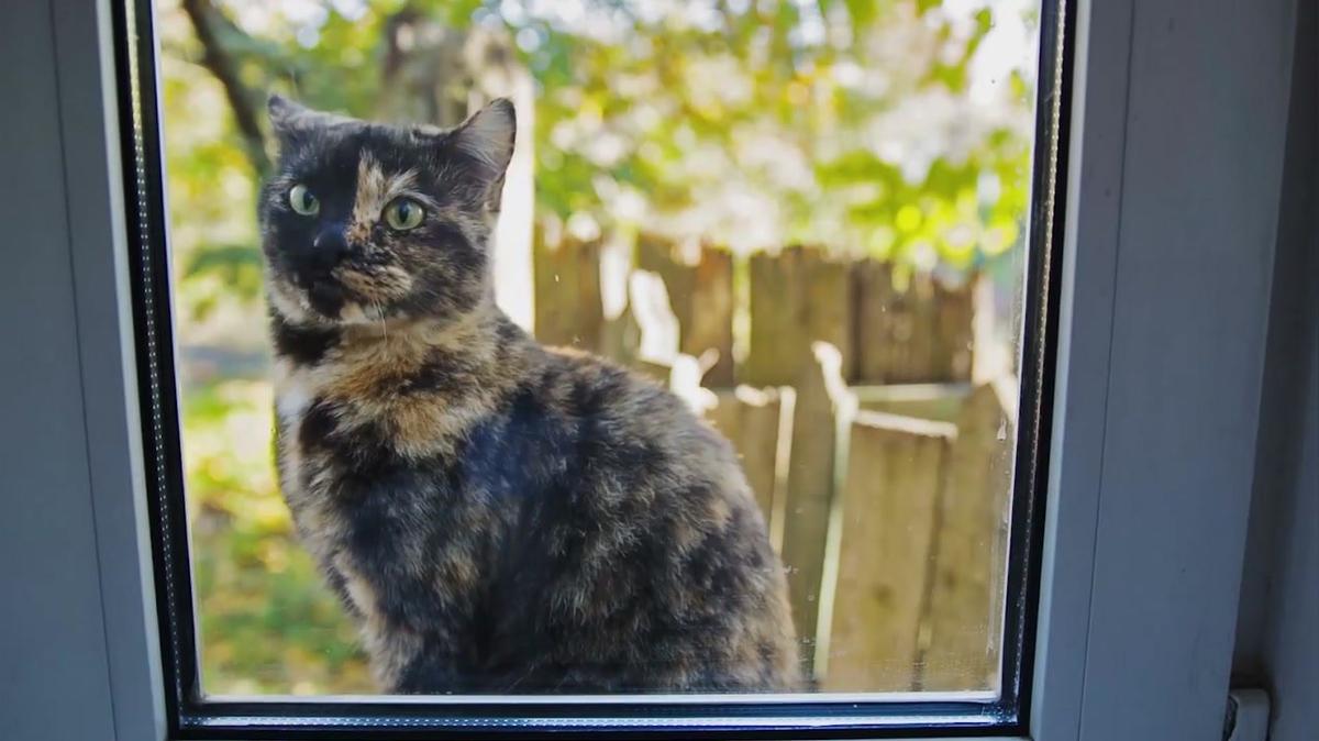 Warum gibt es keine Katzensteuer?