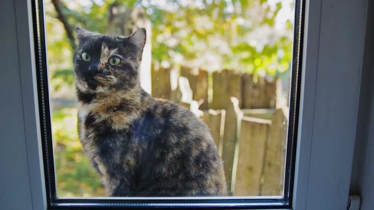 Warum gibt es keine Katzensteuer?
