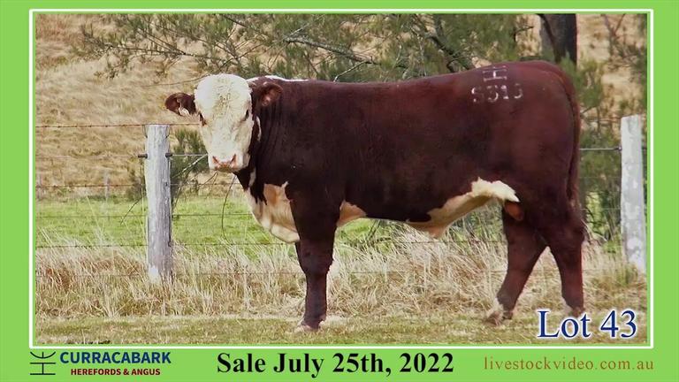 Lot 43 Curracabark 2022