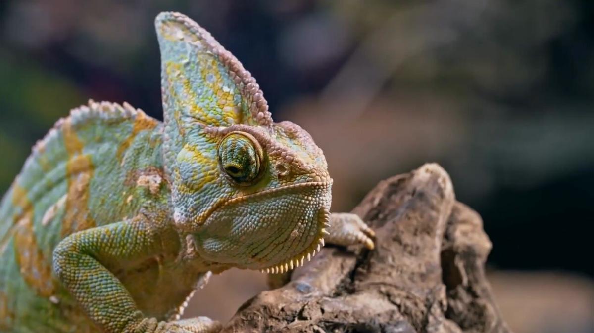 Energiepreise zu teuer: Briten setzen immer häufiger Reptilien aus