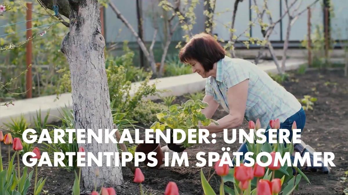 Gartenkalender: Unsere Gartentipps im Spätsommer