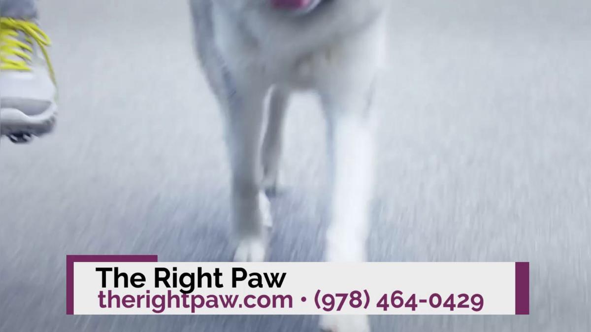 Dog Training in Princeton MA, The Right Paw Obedience School