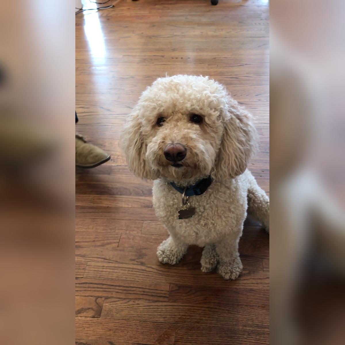 Toby Eats His Birthday Cake