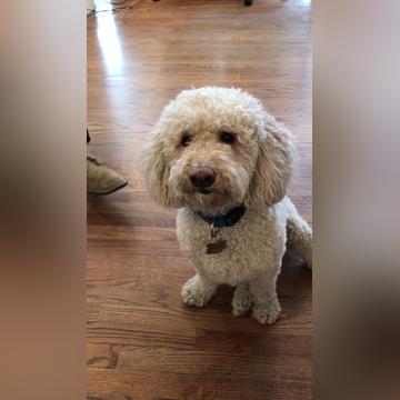 Toby Eats His Birthday Cake