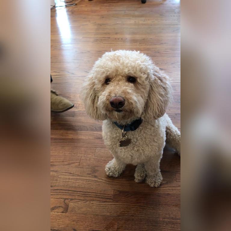 Toby Eats His Birthday Cake