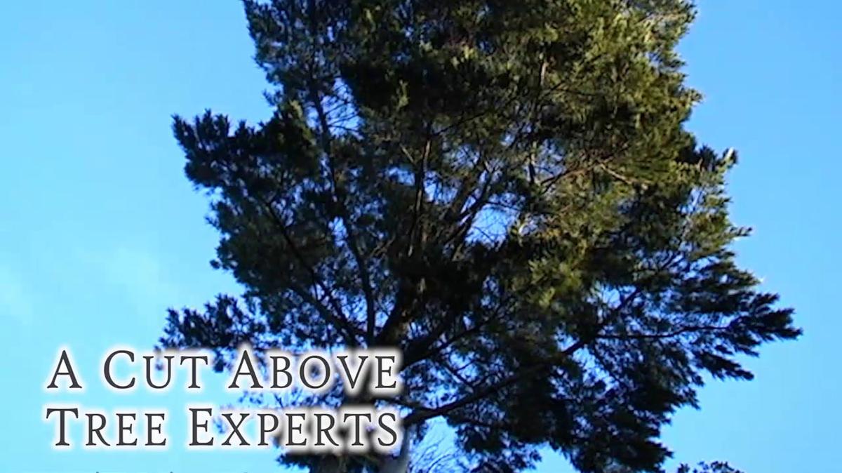 Tree Service in Glenelg MD, A Cut Above Tree Experts