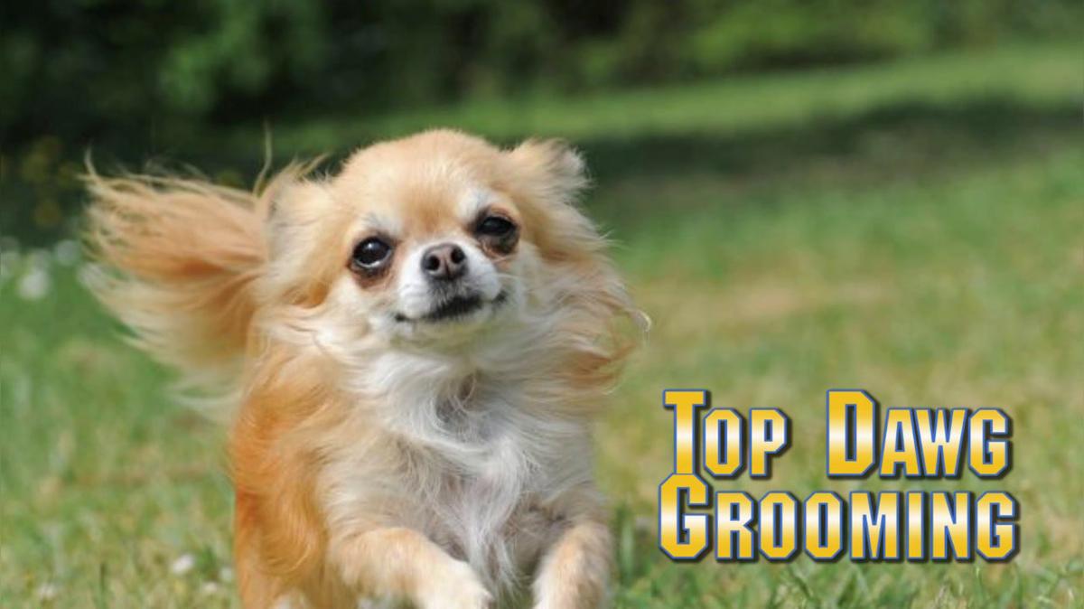 Dog Grooming in Guymon OK, Top Dawg Grooming